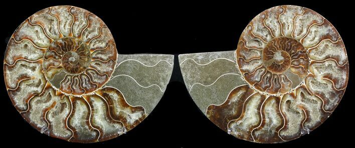 Cut & Polished Ammonite Fossil - Agatized #47710